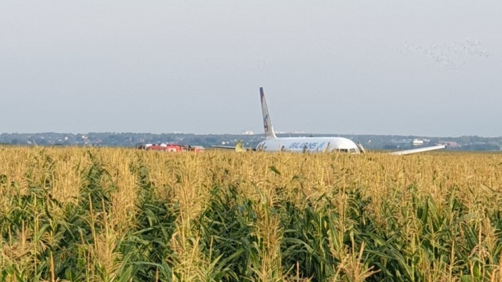 За самолет «Уральских авиалиний», который Дамир Юсупов посадил в кукурузном поле, потребовали три миллиарда рублей