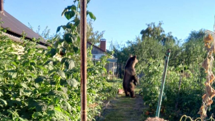«Сидел под яблоней и ел»: в Самарской области медведь забрел в жилой сектор