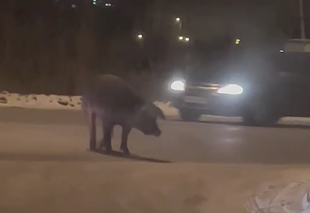В Екатеринбурге из-за свиньи, гуляющей по дороге, начала расти пробка