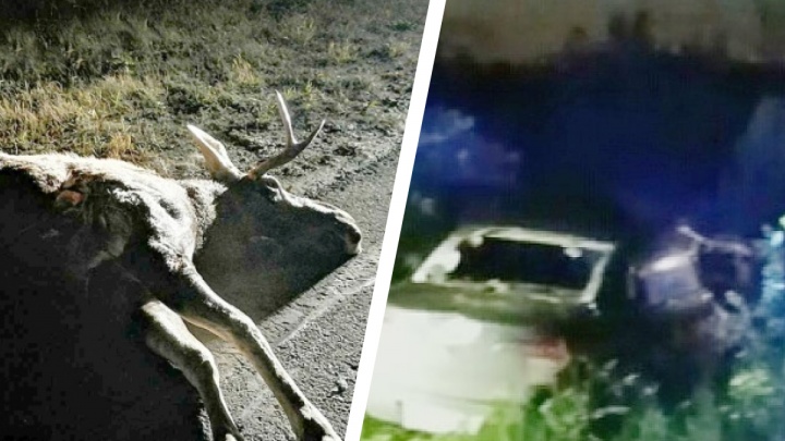 Дикий лось на трассе под Ачинском спровоцировал смертельную аварию