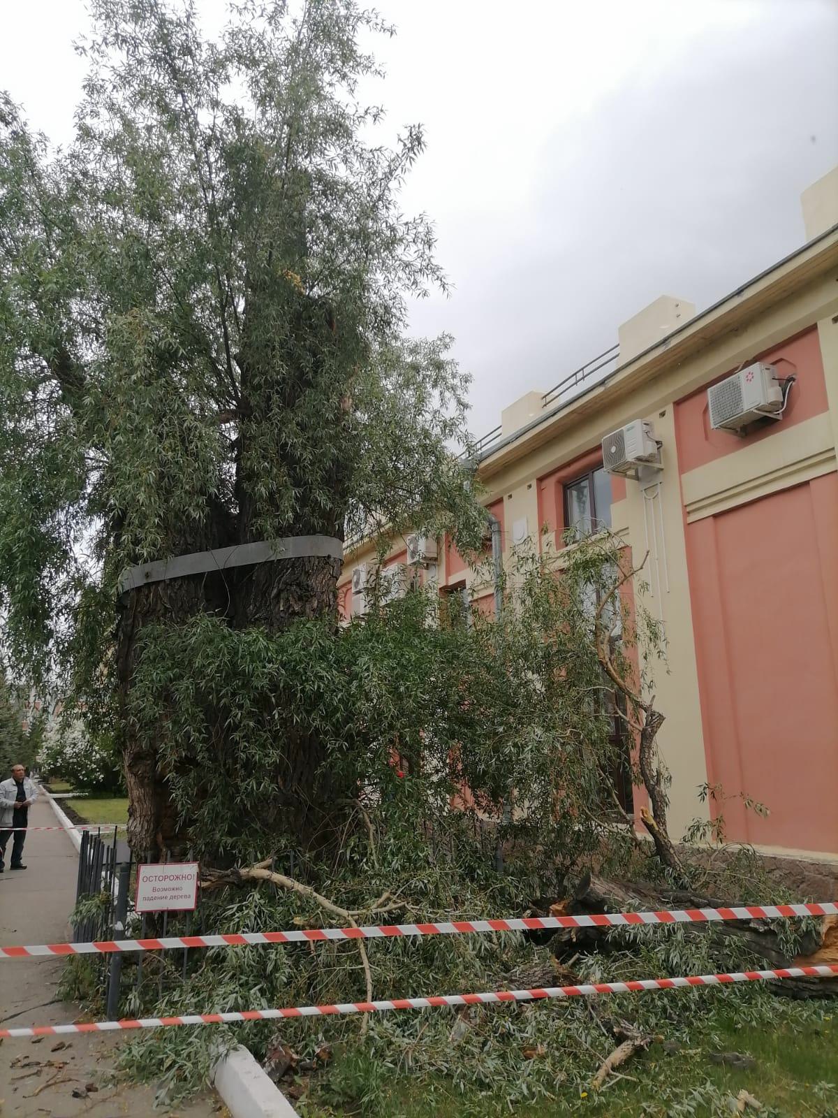 Ветер поломал старейшее дерево Омска. Вековую иву спасают уже 12 лет