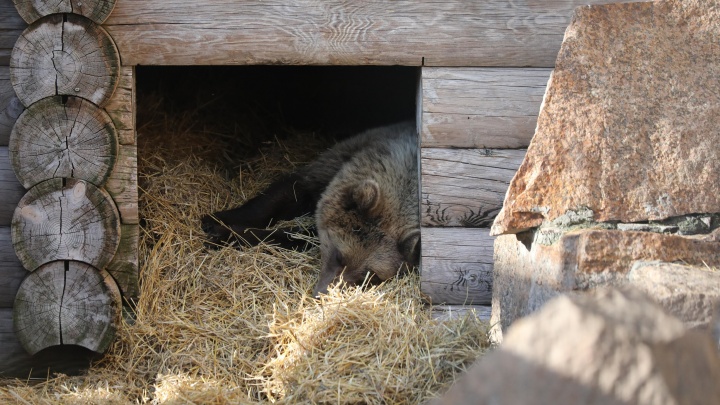 Иркутский питомник «К-9» ищет волонтеров для поиска сбежавшей три недели назад трехлапой медведицы