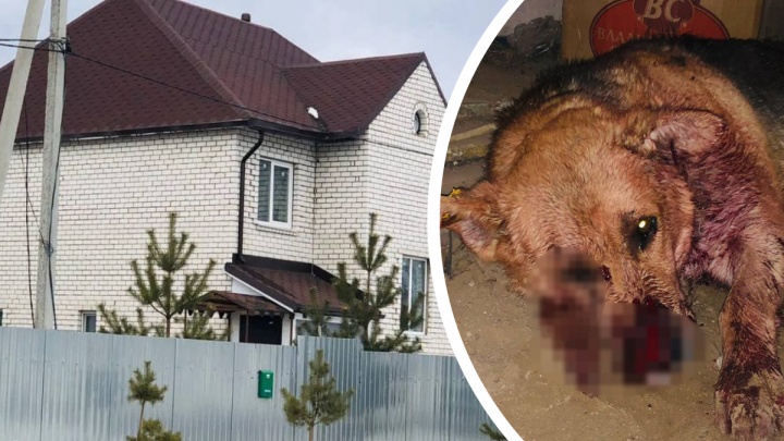 Перерезано горло: в Ярославской области бывшего полицейского обвинили в зверском нападении на собаку