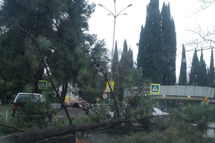 В Сочи ураган повалил 19 деревьев