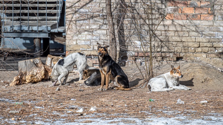 Собаки напали на краснокаменца, а полиция начала проверку по статье о жестоком обращении с животными