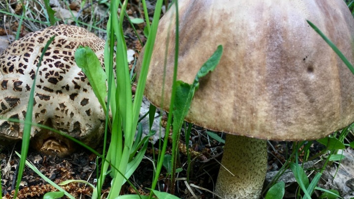 В лесах проснулись грибы. Тюменка срезала первый подберезовик