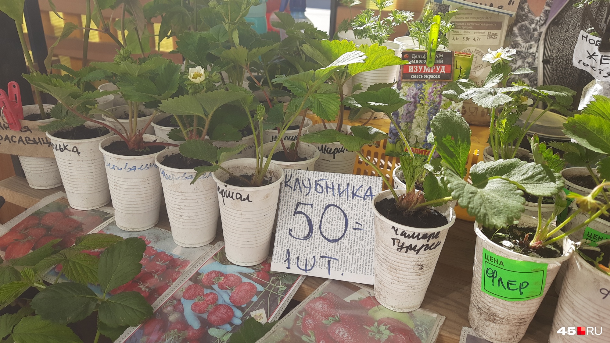 Клубника уже зацветает — такую берут охотнее Клубника уже зацветает — такую берут охотнее