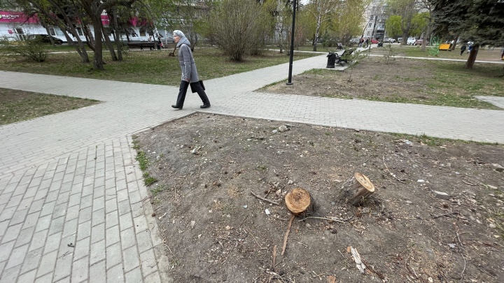 В сквере в центре Челябинска вырубили деревья