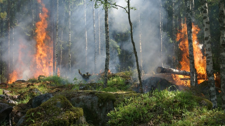Новосибирцам запретили ходить в лес до 25 мая — что написано в новом постановлении по противопожарному режиму