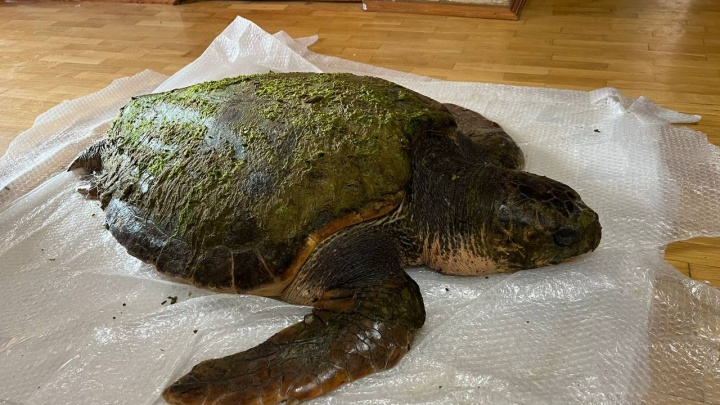 «Состояние тяжелое». Волонтер рассказала о средиземноморской черепахе, которую выбросило на берег Анапы