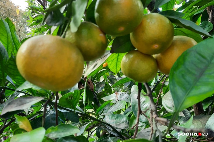 Какой бы богатый урожай мандаринов ни был в Абхазии, турецкие он не заменит