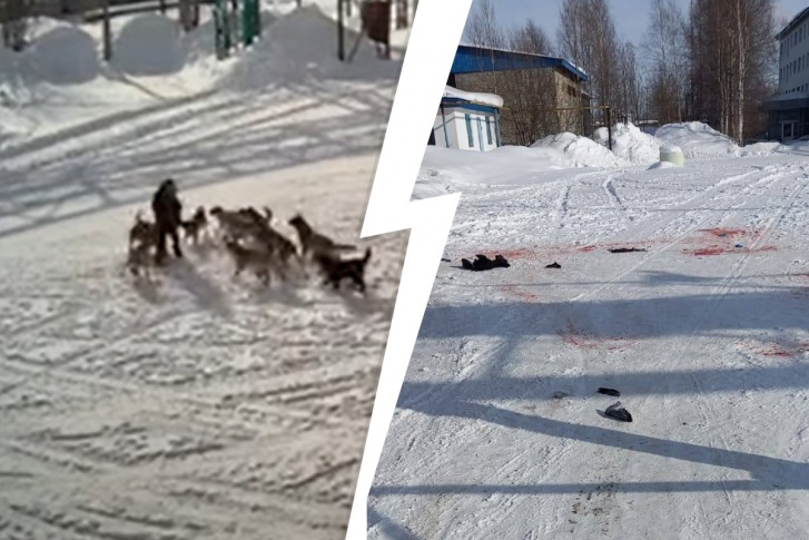 Стая собак практически растерзала прохожего. Нападение попало в объектив камеры видеонаблюдения Стая собак практически растерзала прохожего. Нападение попало в объектив камеры видеонаблюдения