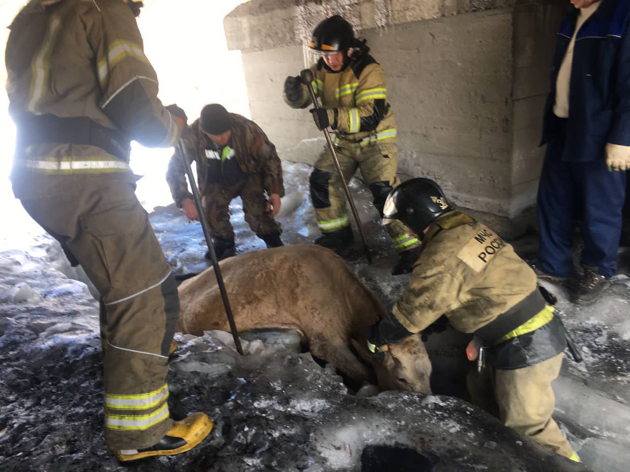 Пожарные спасли корову, застрявшую во льду в Усть-Куте