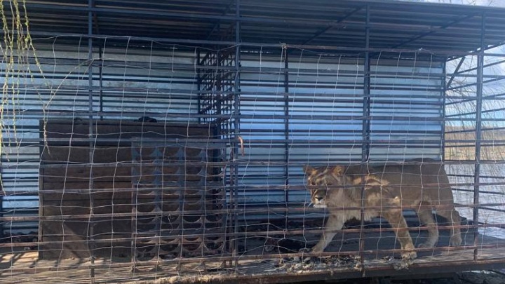 Житель Кубани держал у себя на участке льва, бурого медведя и коршуна