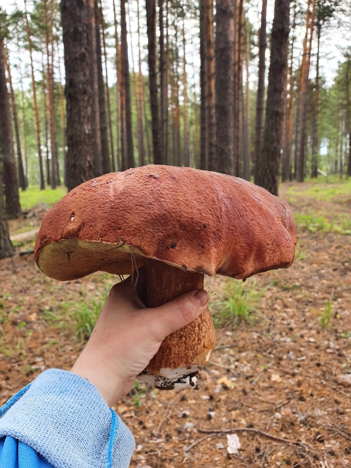 Хорошенько в этом сезоне дожди полили леса. Только посмотрите на этот гриб, он весит где-то полкило!