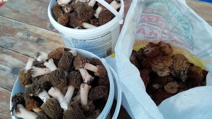 В окрестностях Тюмени пошли первые грибы — фото