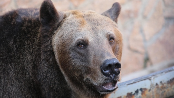 В Кузбассе стало больше медведей