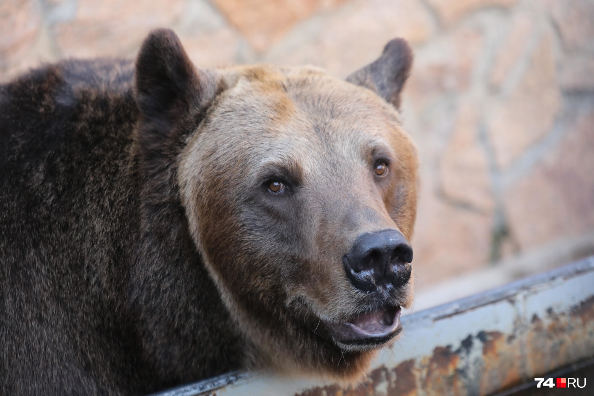 Медведь подошел к селу в Забайкалье — местные жители боятся за детей