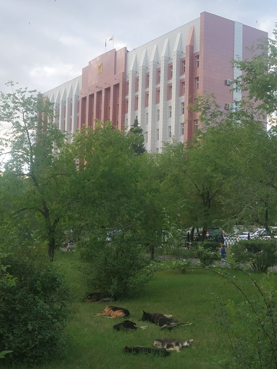 Бродячие собаки второй год подряд занимают площадь в Чите перед зданием правительства