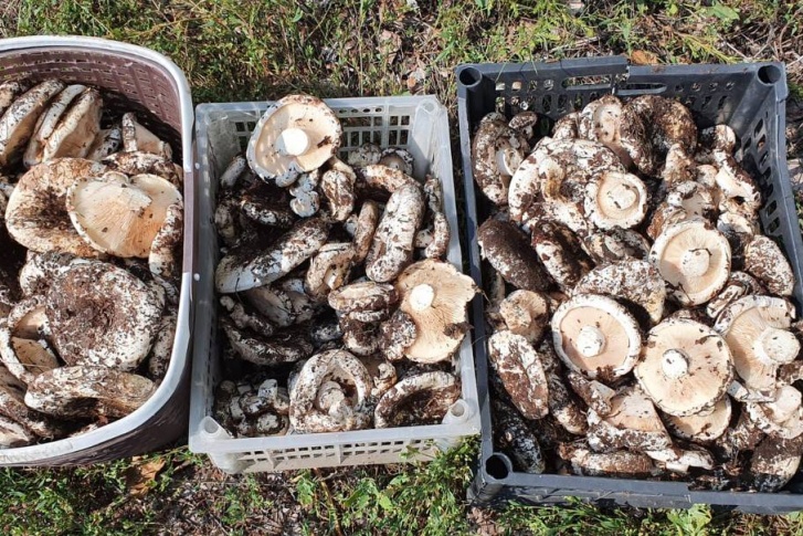 Эти грибы были собраны в «посадке»