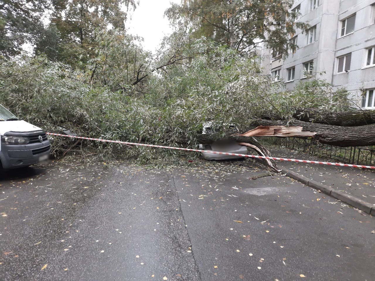 На Наличной ночью упало дерево, оно накрыло машины и мешает проезду |  30.09.2022 | Санкт-Петербург - БезФормата