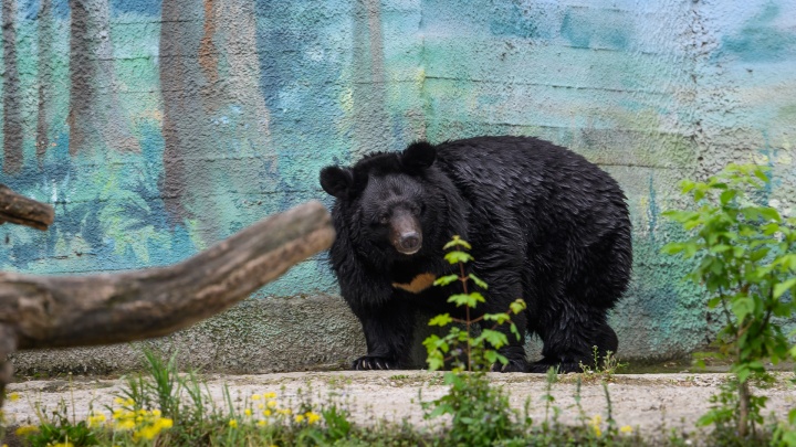 Уничтожить мамочку: медведицу разрешили застрелить в Кузбассе из-за угрозы людям