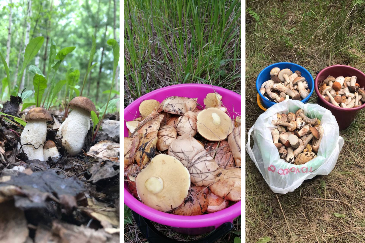 Смотрите, что нашел! Екатеринбуржцы поделились огромным «уловом» грибов за выходные