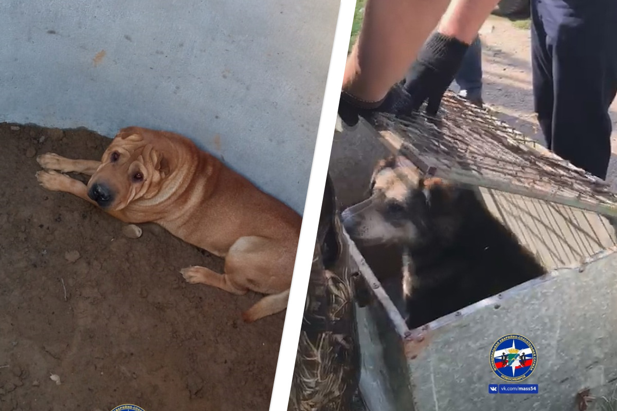 Собака упала в яму во дворе дома в Новосибирске - доставали ее спасатели МА...