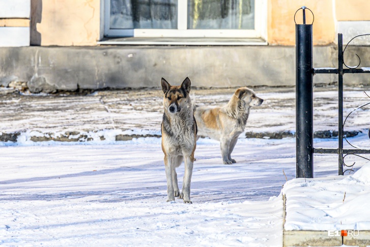 Бездомные собаки терроризируют жителей многих российских городов и поселков
