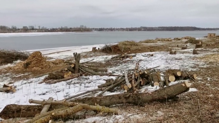 «Беспрецедентное варварство»: в Рыбинске на Волжской набережной вырубили больше 1500 деревьев