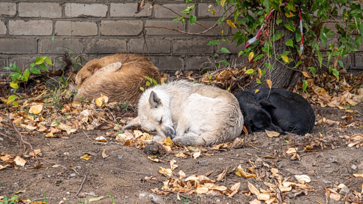 Стало ли в Кургане больше бездомных животных с начала частичной мобилизации? Отвечают волонтеры