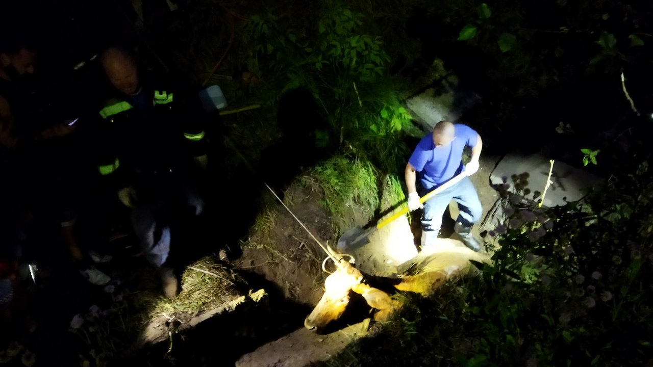 На дне ливневки оказался мазут, поэтому корова увязла еще сильнее На дне ливневки оказался мазут, поэтому корова увязла еще сильнее