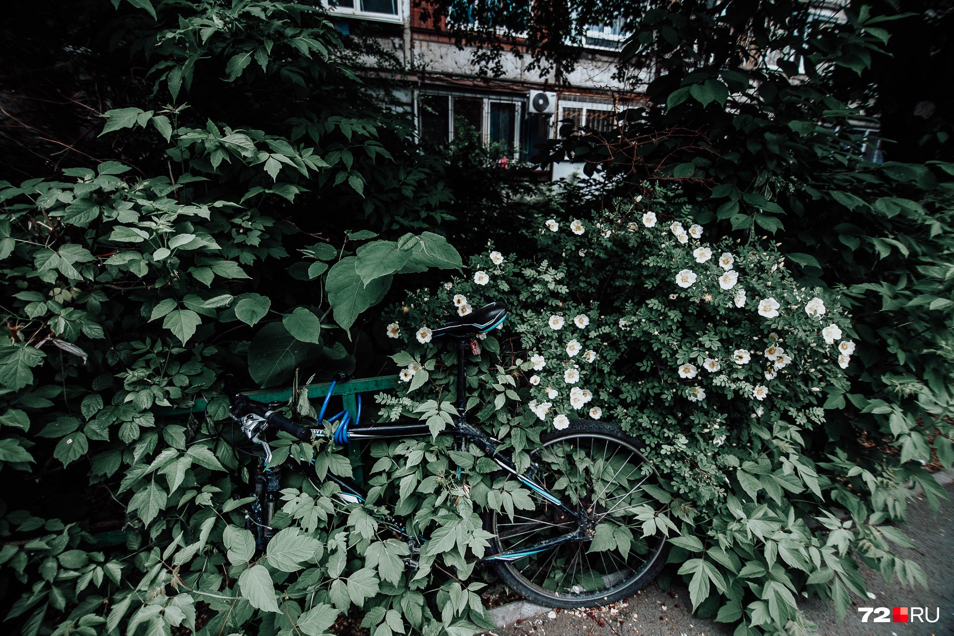 Милый куст возле дома, припаркованный велосипед. Единственный минус — кто-то открутил у него одно колесо