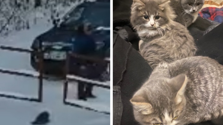 «Они же погибнут!»: в Ярославской области мужчина безжалостно выбросил котов на мороз. Видео