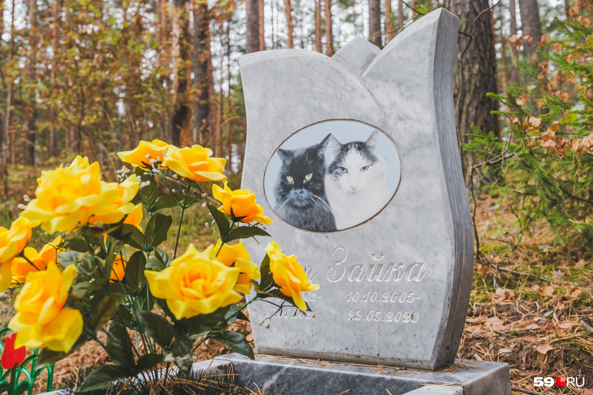 Котики умерли с разницей в год, но лежат вместе