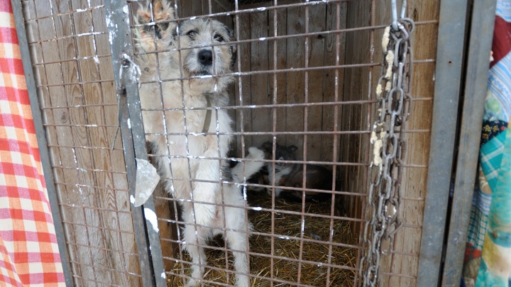 Зоозащитники из Екатеринбурга требуют у мэра построить приют для бездомных собак