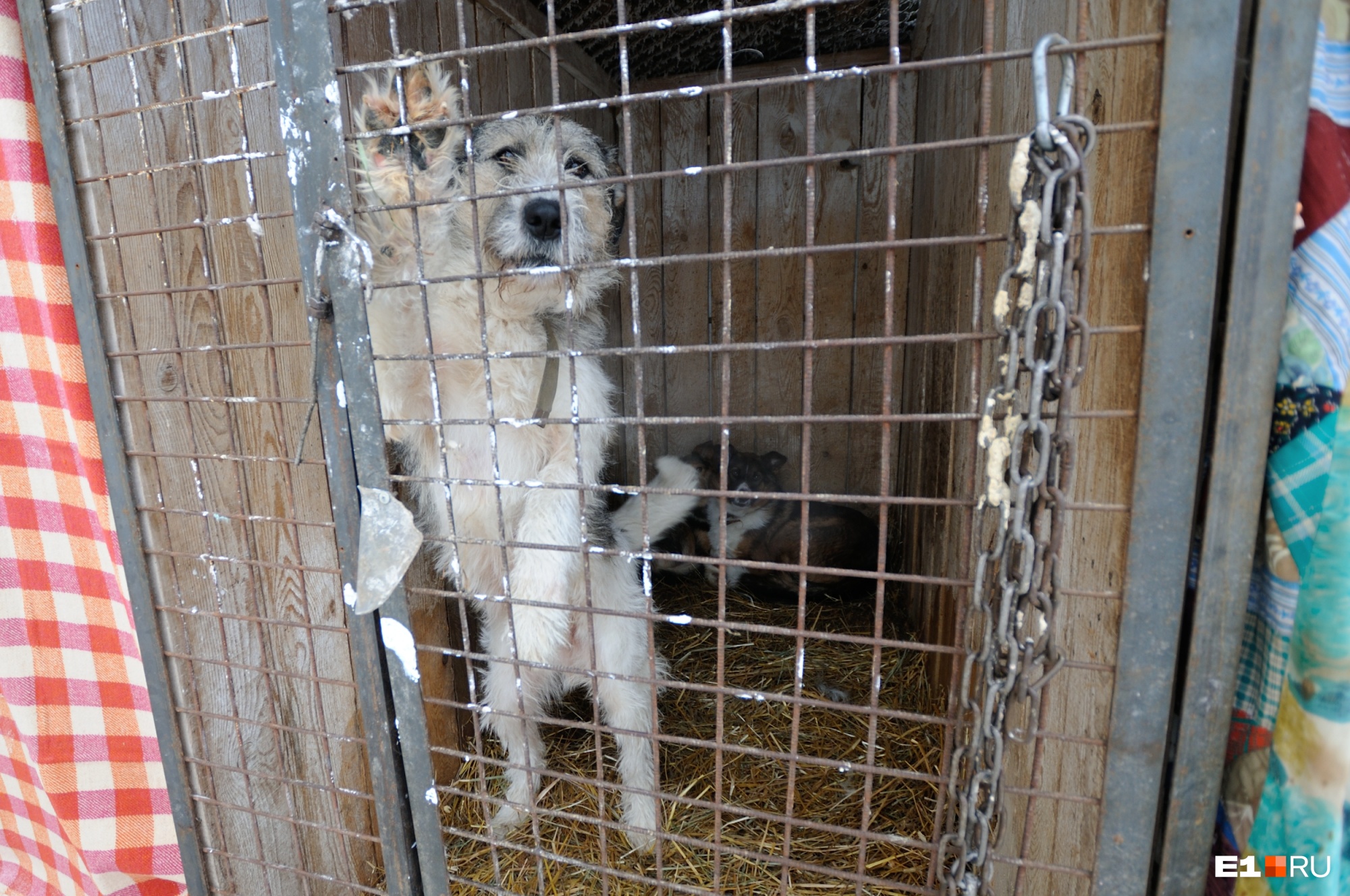 Зоозащитники обратились к Орлову с просьбой построить приют для бездомных собак