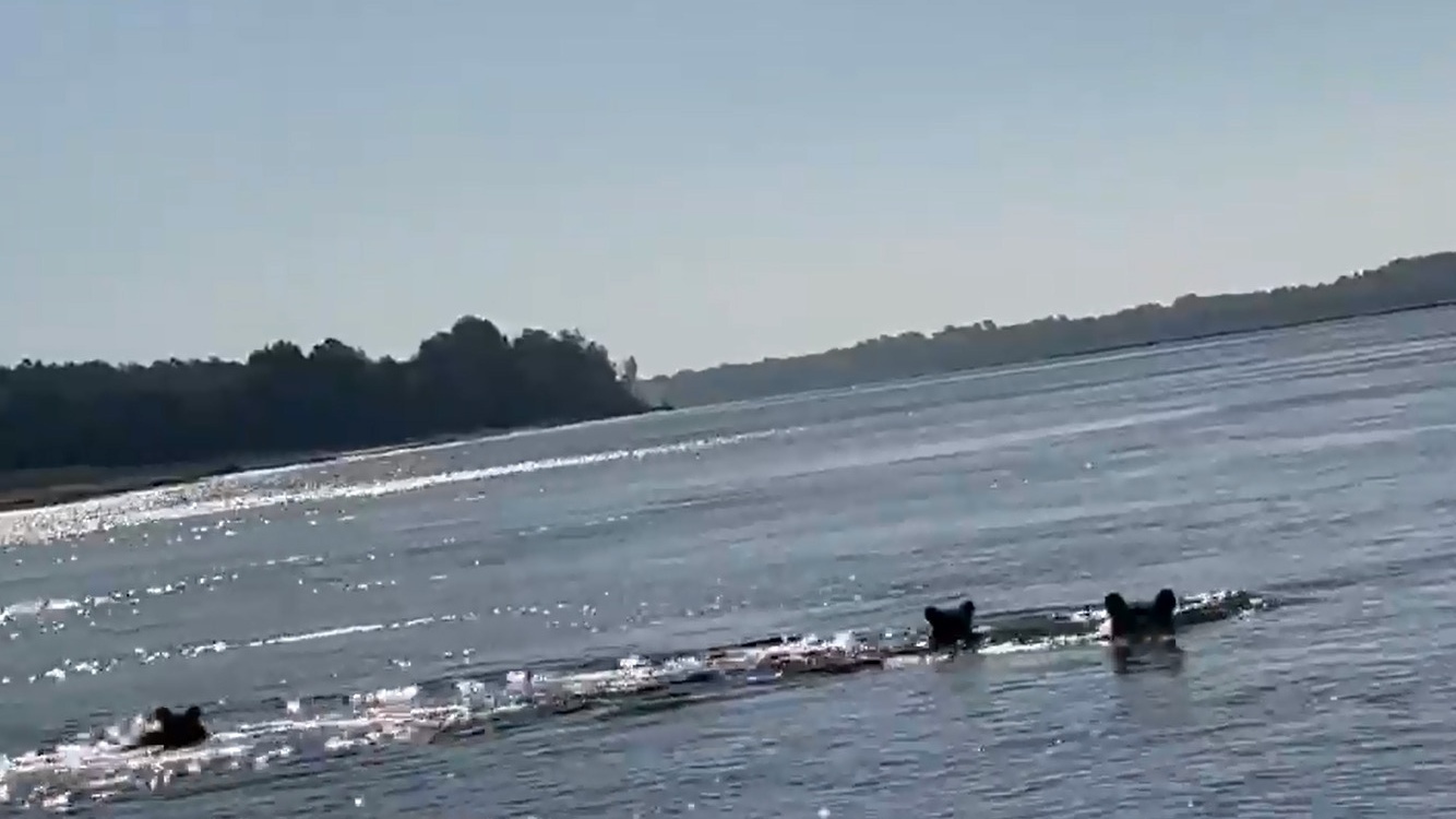 Тюменские рыбаки сняли на видео семью медведей, которая переплывает реку
