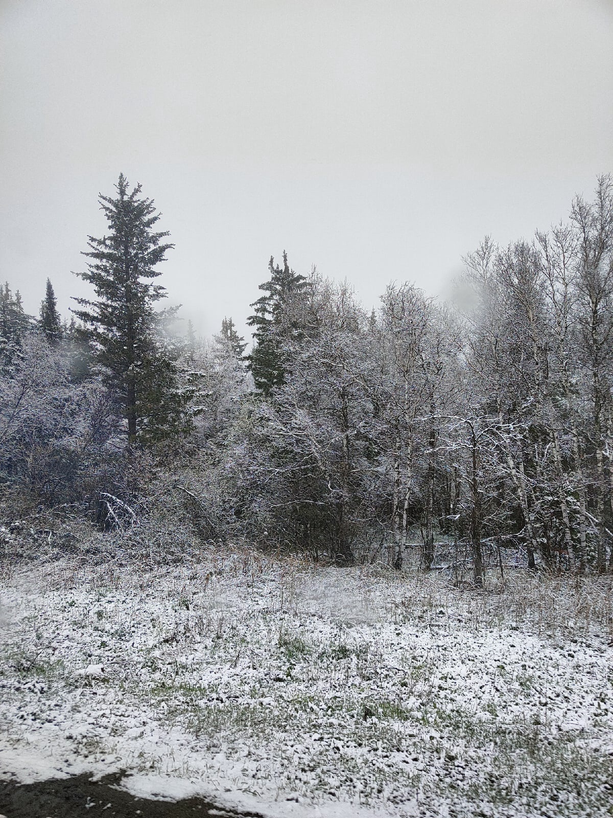 Снег на обочине и в лесу не тает