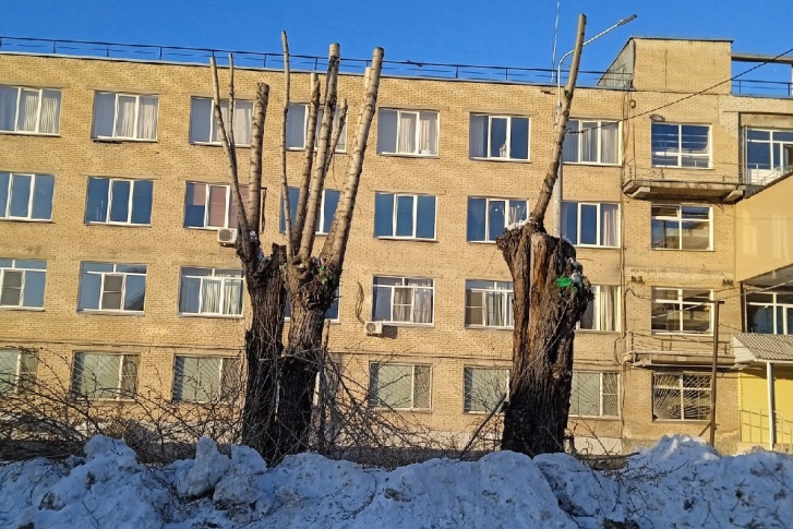 Так теперь выглядят деревья на территории больничного городка на улице Горького