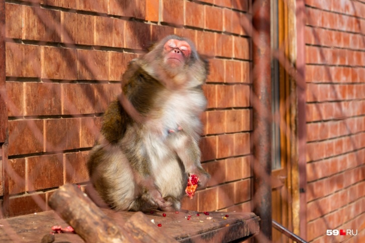 Это на фото обезьянка ест сама, а на дне рождения ее покормят сотрудники
