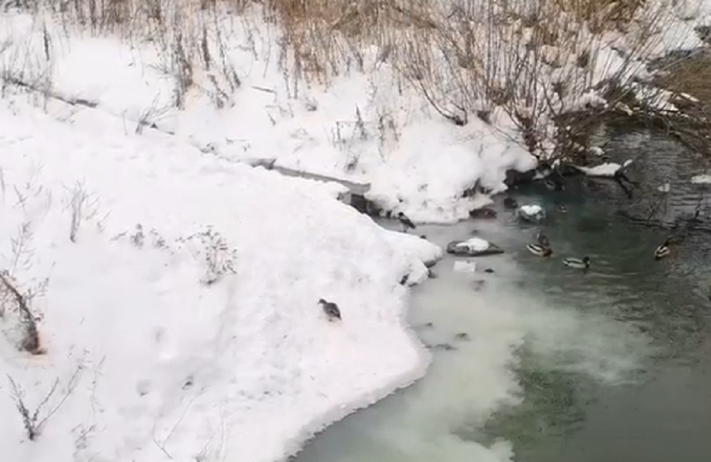 «Сливают химию в Исеть»: в Екатеринбурге сняли на видео, как в реку течет странная жидкость