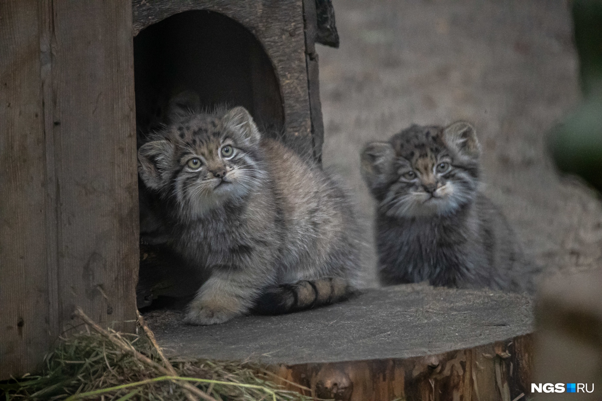 кот в зоопарке манул