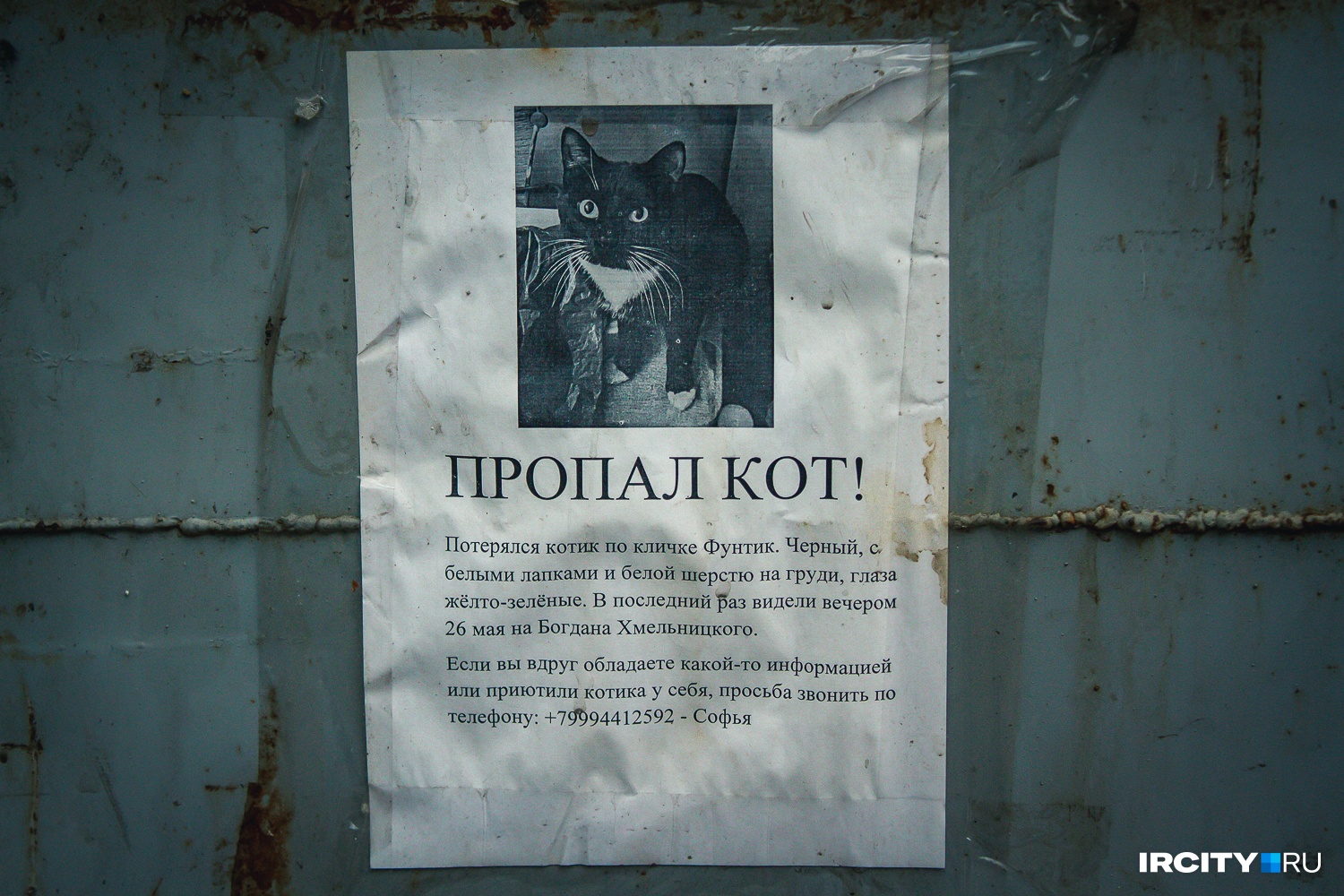 Объявление о пропаже кота Объявление о пропаже кота