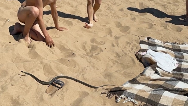 Дети закидали песком: к отдыхающим на пляже в Ярославской области выползла змея