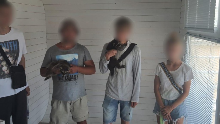 В Анапе полицейские задержали четырех молодых людей, которые предлагали фотографироваться с енотами за деньги
