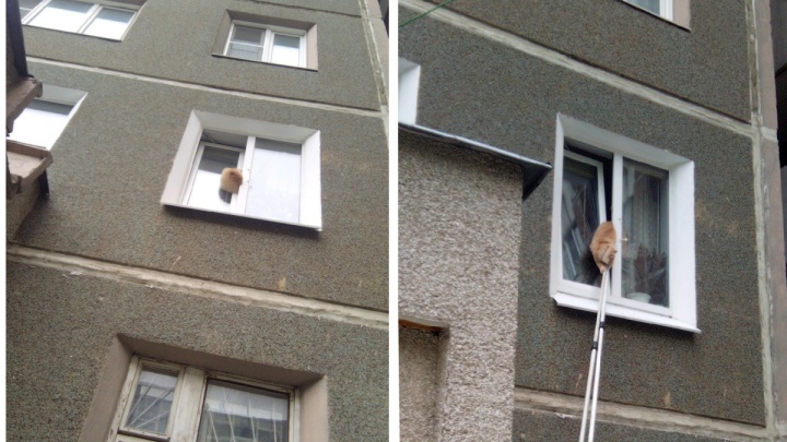 «Это всё равно что угодить в капкан». В Екатеринбурге домашние коты стали массово застревать в окнах