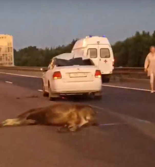 Видео-ЭЭГ мониторинг ночной 7- 8 часов в Санкт-Петербурге