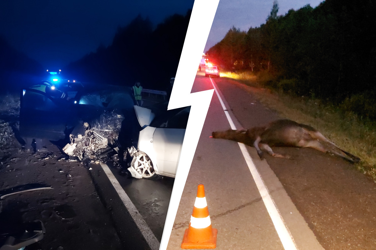 От машин не осталось живого места: на уральской трассе иномарка насмерть сбила лося и влетела в авто