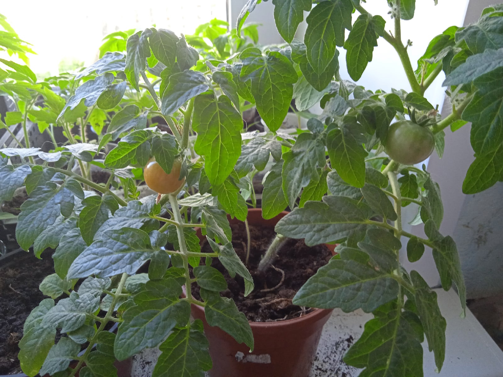Нежные, еще не созревшие помидорки. Женщина рассказывает, что она посадила 10 семечек, а взошли 2 штуки. Зато какие!